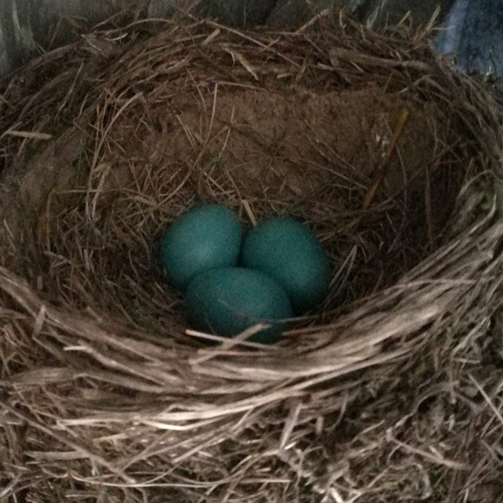 Meet your Posher, Becky